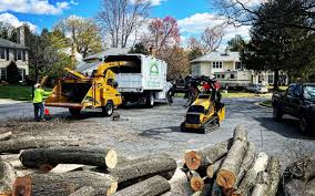 Best Tree Health Inspection  in Adelphi, MD